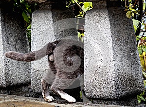 Funny photo of cat wich plays hide and sick, hid between the pillars and thinks that nobody can see it. We can see only bac