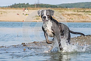 Funny photo of Catahoula Leopard Dog, who is jumping into the water.