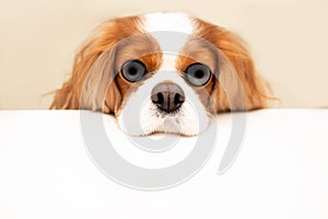 Funny photo of a dog with bulging eyes and a swollen nose. The Cavalier King Charles Spaniel put his head on the table. Hungry dog