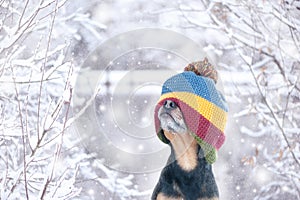 Funny photo of a dog in a hat stretched over his eyes in a beautiful winter forest. Can`t see, closed eyes . Waiting for