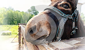 Funny photo of a donkey face in bridle
