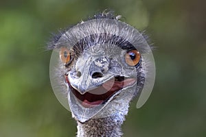 Funny photo of emu close up photo