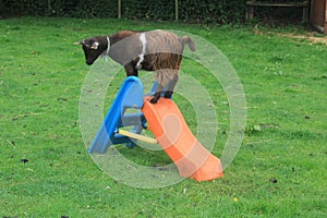 A funny photo with a goat standing on the slide at the playground for kids