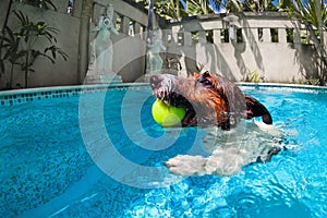 Funny photo of jack russell terrier in swimming pool