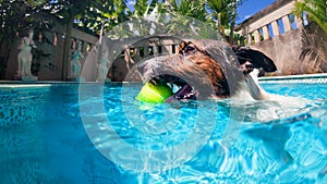 Funny photo of jack russell terrier in swimming pool