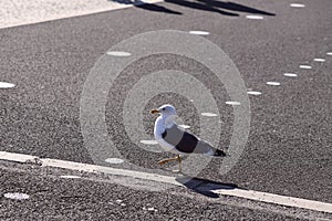 Funny photo. Road marking background for pedestrians.