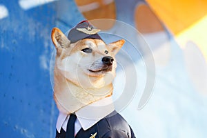 Funny photo of the Shiba inu dog