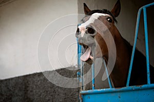 Funny photo of a yawning horse. The theme of farm animals