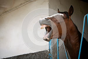 Funny photo of a yawning horse. The theme of farm animals