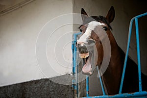 Funny photo of a yawning horse. The theme of farm animals