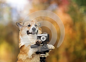 Funny photographer corgi dog in a bright sunny garden with an old camera