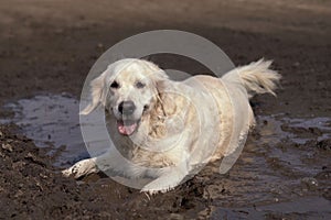 Funny picture - a beautiful thoroughbred dog with joy lying in a muddy puddle photo