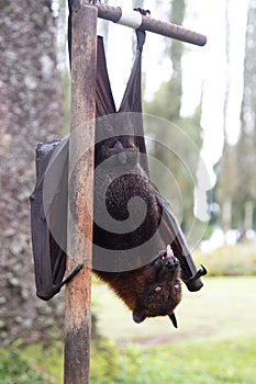 Funny picture of an exotic animal. Danger, cute, bat, exotic, mammals