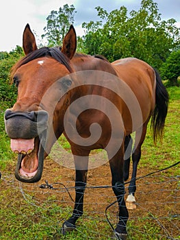 Funny picture of a horse laughing and showing its teeth