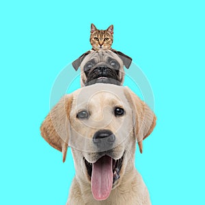 Funny picture of tabby cat head on top of two other dogs on blue background