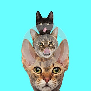 Funny picture of three hungry little cats with tongue out licking nose