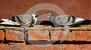 Funny picture of two pigeons sitting face to face