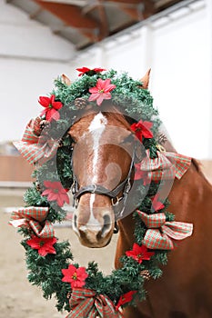 Funny picture of a young chestnut horse while  wearing a beautiful wreath