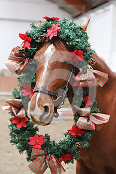 Funny picture of a young chestnut horse while  wearing a beautiful wreath