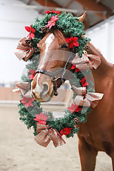 Funny picture of a young chestnut horse while  wearing a beautiful wreath