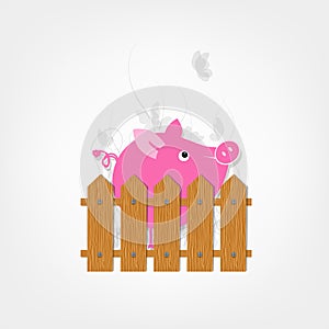 Funny pig behind wooden fence of garden for your