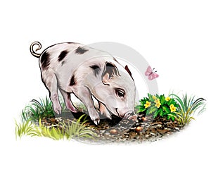 Funny pig digs the ground