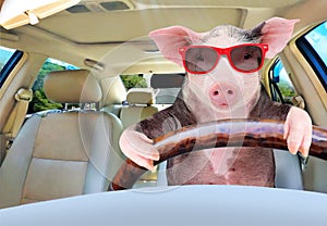 Funny pig driving a car