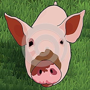 Funny pig on green grass