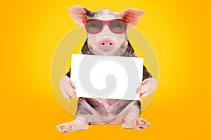 Funny pig in sunglasses with a cardboard sign