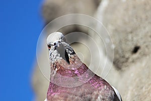 Funny pigeon close-up