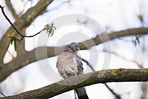 A funny pigeon with closed eyes sits on a tree branch in the park on a spring day. Nature and wild birds