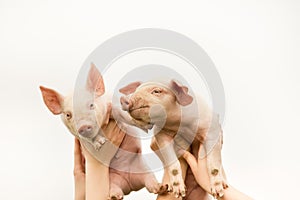 Funny piglets