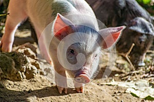Funny piglets in the farm