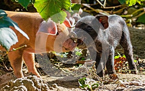 Funny piglets in the farm