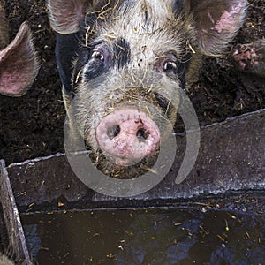 Funny pigs enclosed in a pig pen. Farmland concept