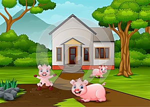 Funny pigs playing a mud puddle in front the house