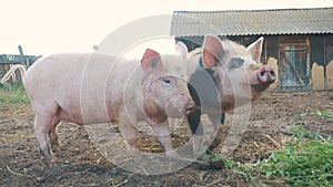 Funny pigs sniffing air farming agriculture concept. pig on an old farm. adult piglets run in a pen on an old lifestyle