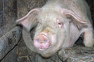 Funny pink pig in the stall