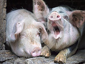 Funny pink pig in the stall photo