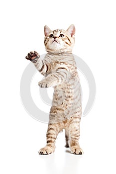 Funny playful cat kitten on white background