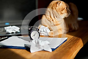 Funny playful cat lying on office desk in sunlight, home workplace