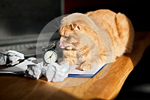 Funny playful cat lying on office desk in sunlight, home workplace