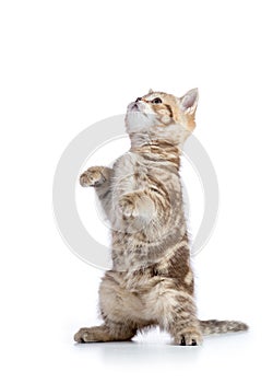 Funny playful cat is standing