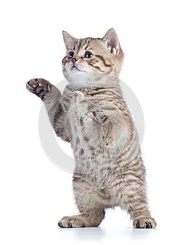 Funny playful cat is standing
