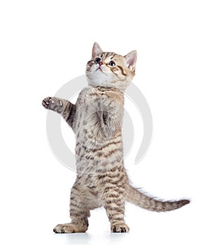 Funny playful cat is standing