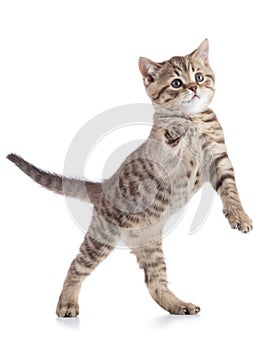 Funny playful cat is standing