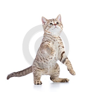 Funny playful cat is standing