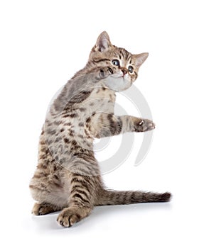 Funny playful cat is standing