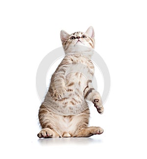 Funny playful cat on white background