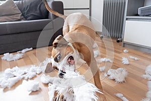 Funny playful dog destroying a fluffy pillow at home